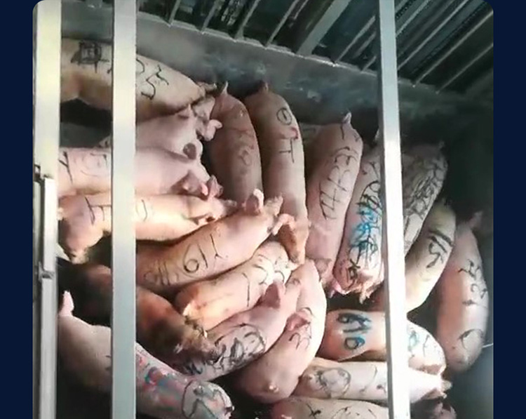 卸豬平臺(tái)09_22